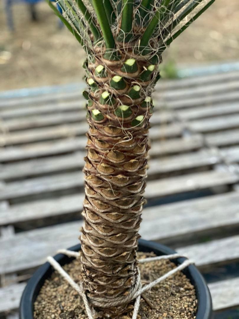 ユッカ　フィリフェラ