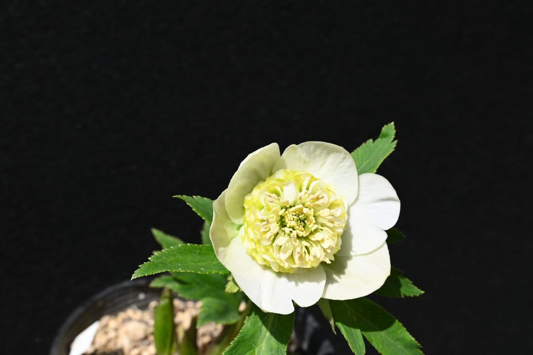 クリスマスローズ 認定！モーリー 加藤農園 - メルカリ