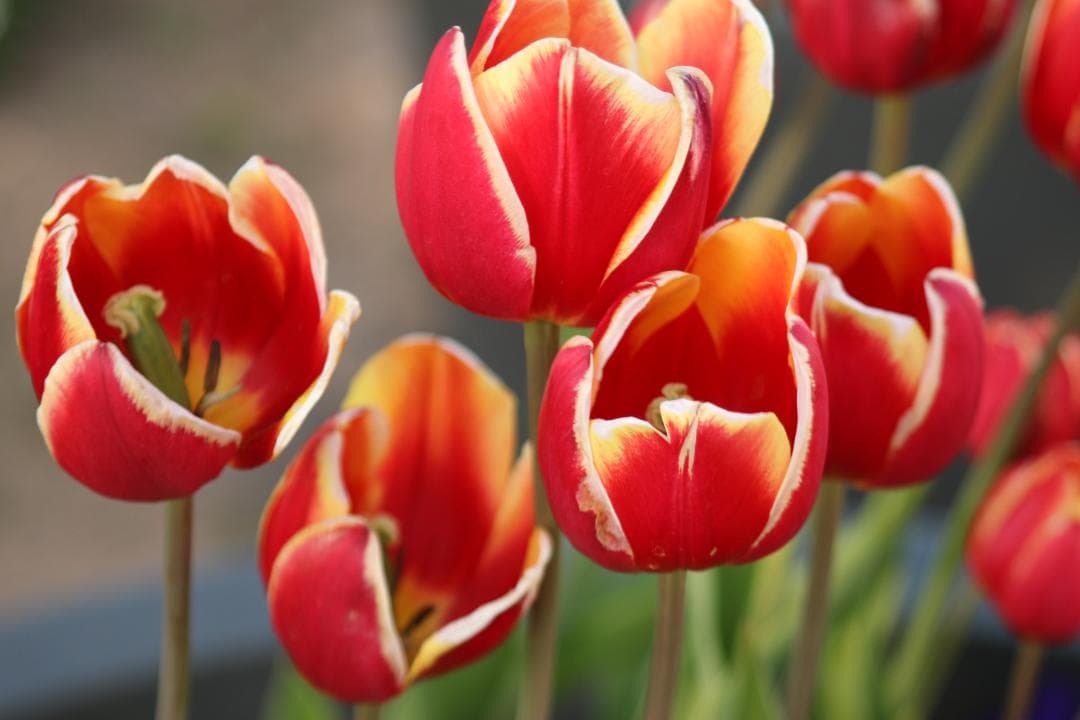 【❄コスパ最強❄】Canon EF 28-105mm F3.5-4.5 USM