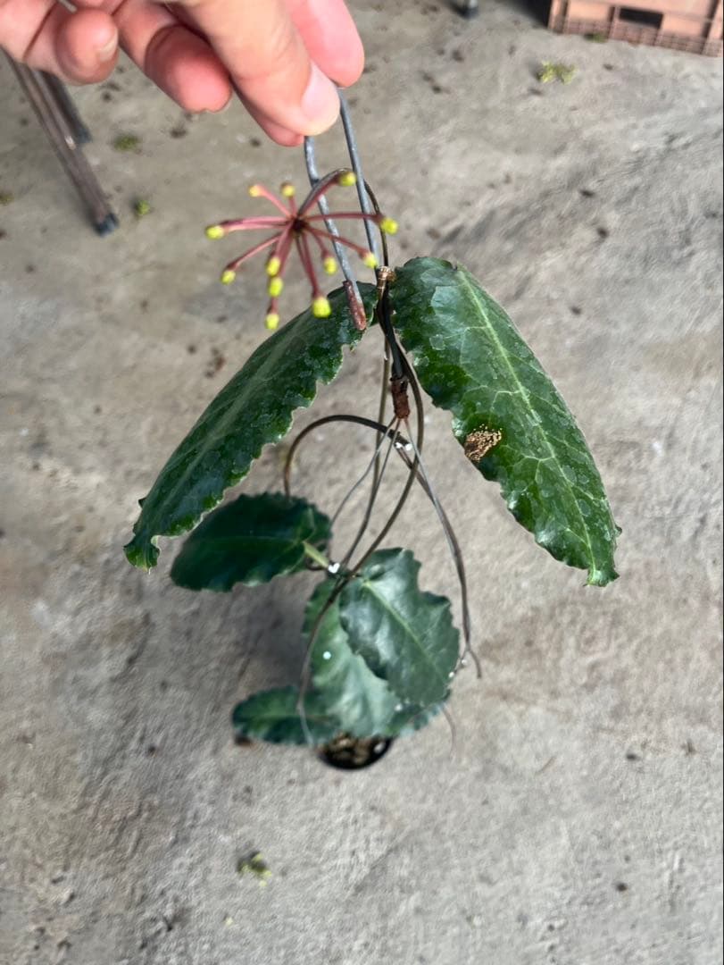 S様 ズーム直流電源 ZX-Sシリーズ | 高砂製作所 | MISUMI(ミスミ)