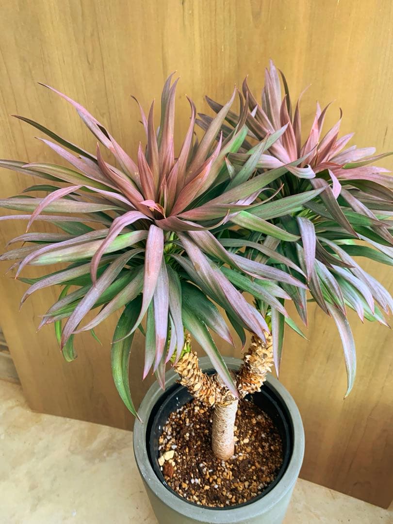 ユッカ・ディスメチアーナ コンパクタ 枝分かれ - メルカリ