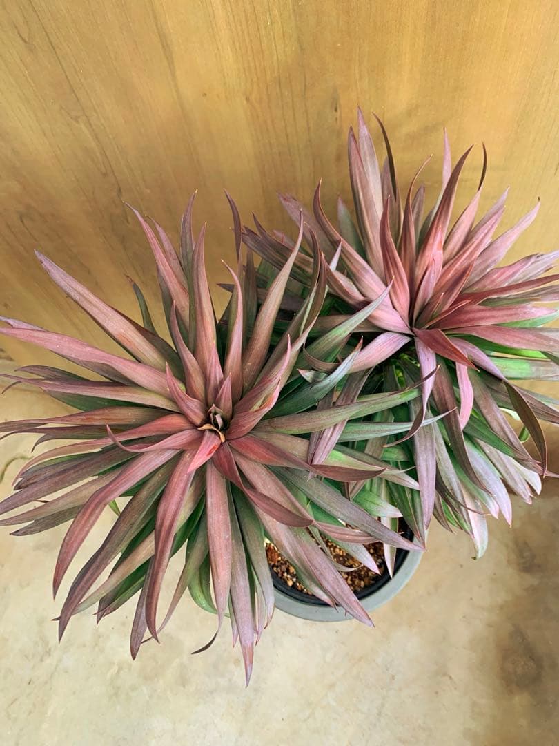 ユッカ・ディスメチアーナ コンパクタ 枝分かれ - メルカリ