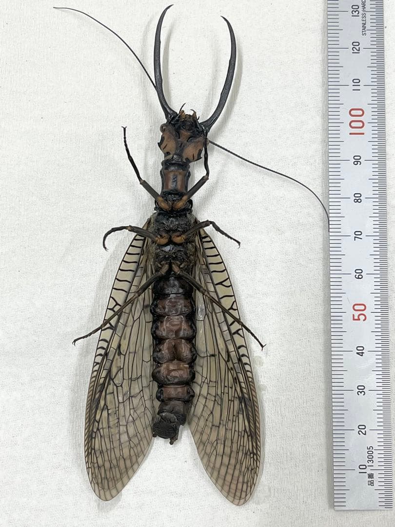 ハ*ナ様 昆虫標本 オオキバヘビトンボ ペア 大型 中国雲南省 - メルカリ