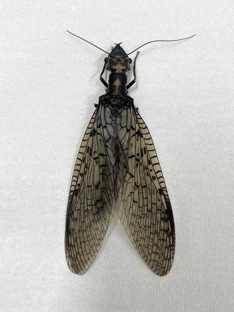 ハ*ナ様 昆虫標本 オオキバヘビトンボ ペア 大型 中国雲南省 - メルカリ