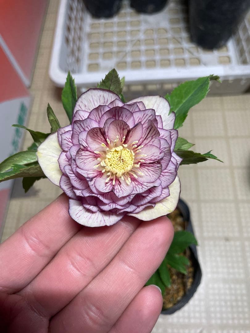 加藤農園 アフロディーテゴールド クリスマスローズ - メルカリ