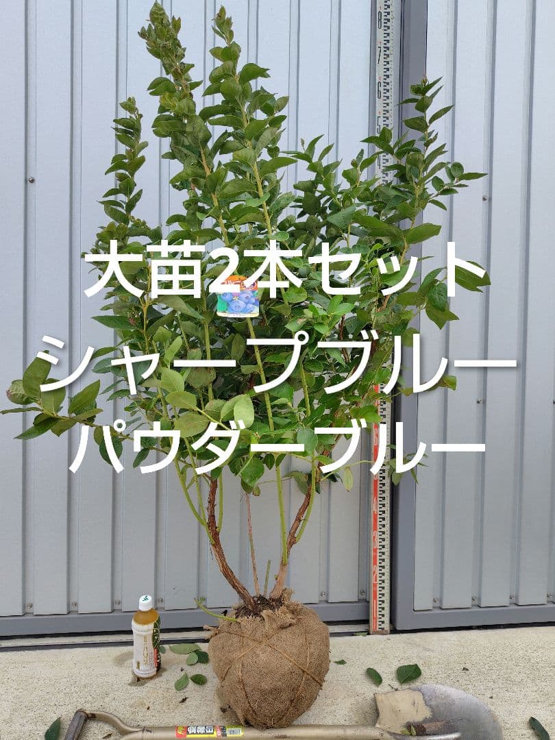 ブルーベリー苗シャープブルー＆パウダーブルー大苗2本セット - メルカリ