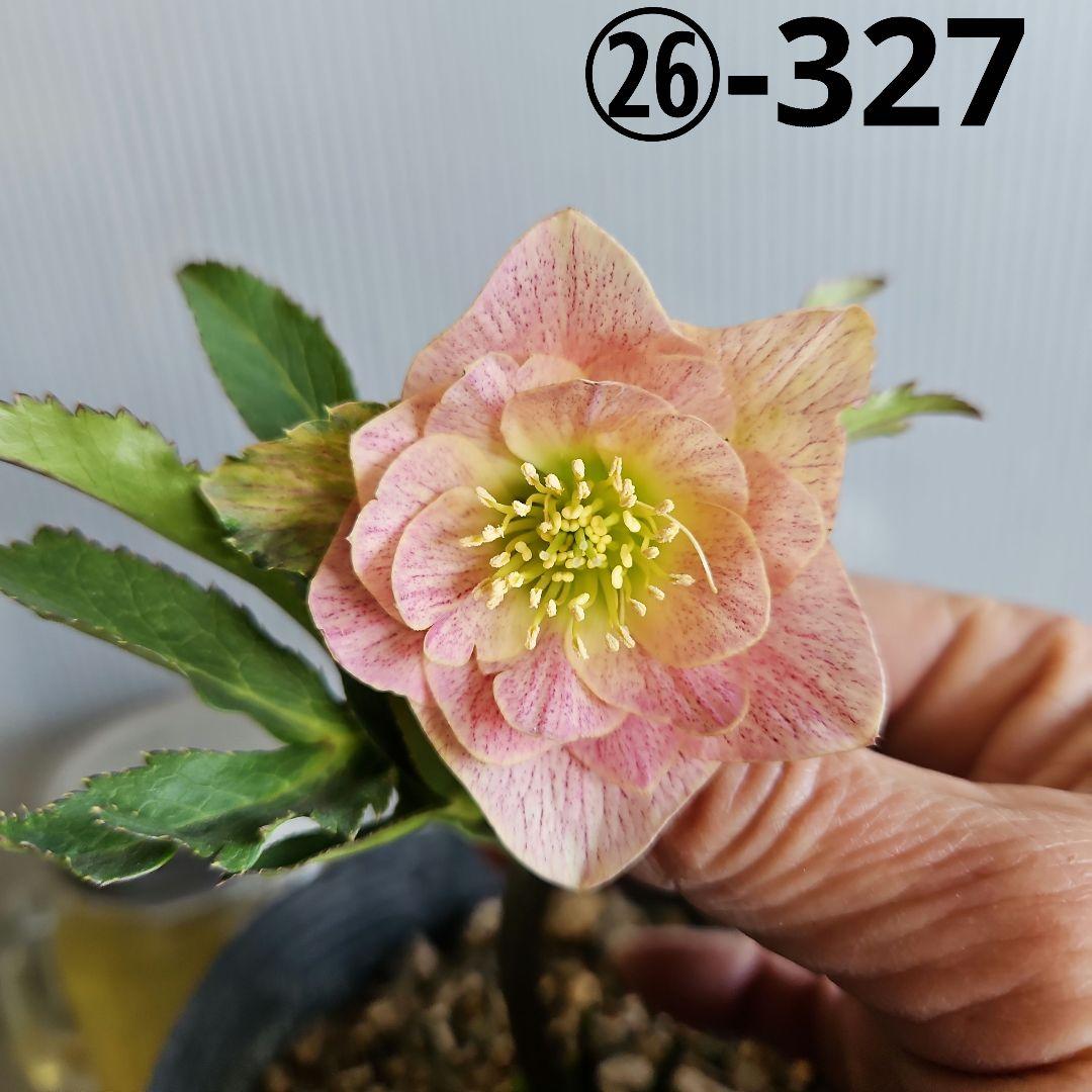 ★＊ひまわり＊様ご購入苗㉖-327㉖-363㉖-384クリスマスローズ 園芸ネット本店｜松村ナーセリーさんのクリスマスローズ：25-35ダブル