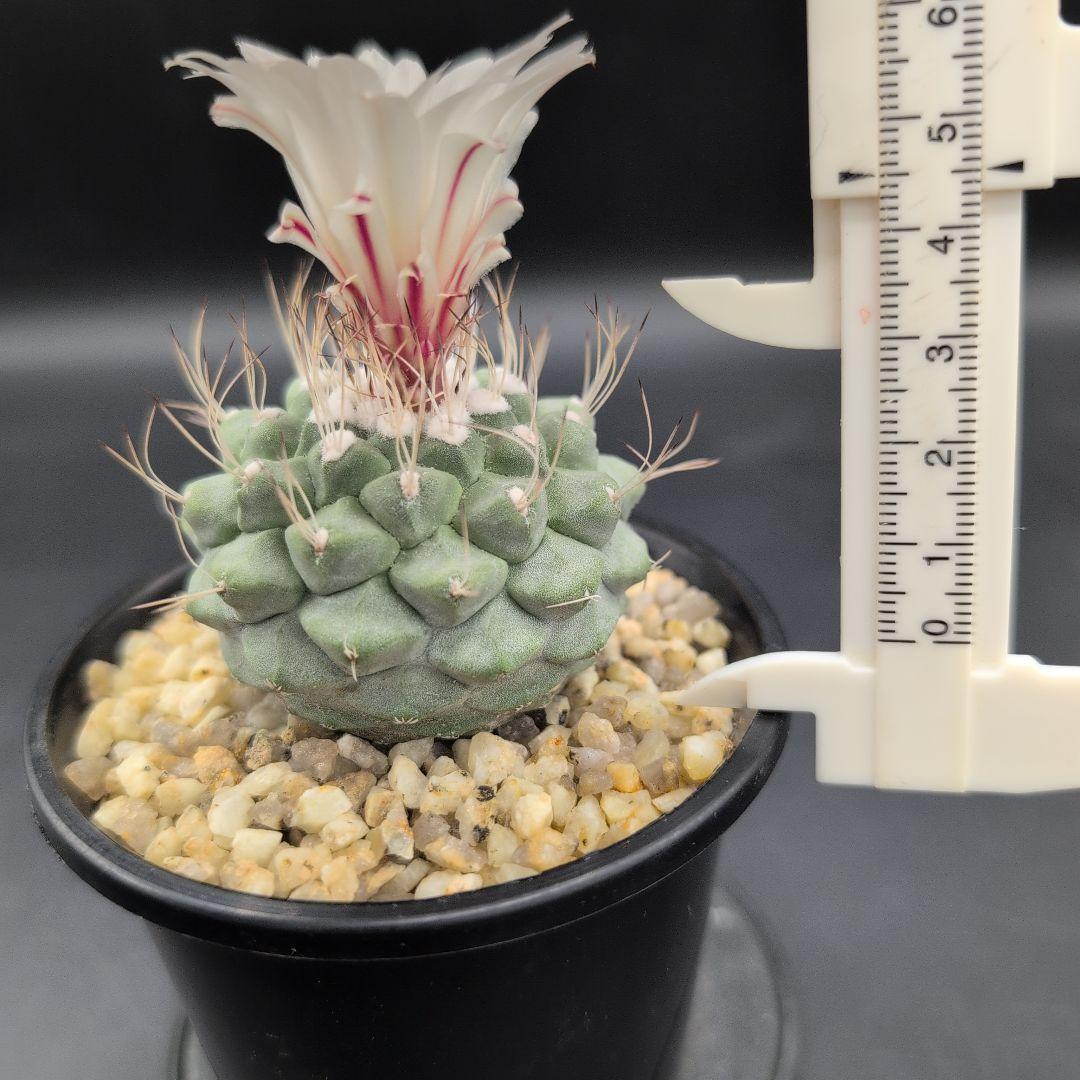 菊水 (大型タイプ) 実生 鉢植えメルカリ便送料込み 菊水 大型タイプ