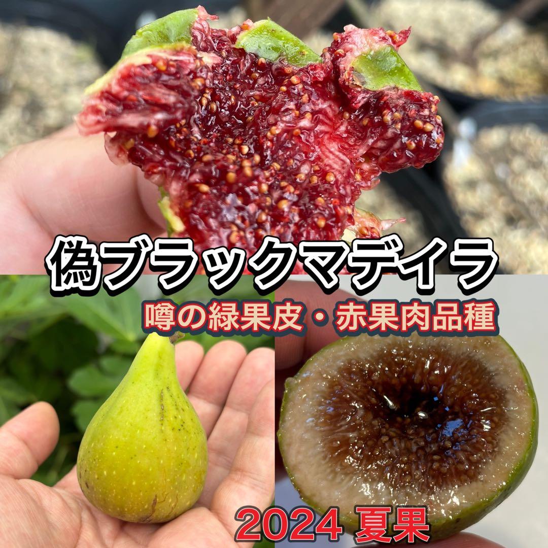 イチジク穂木 1本 品種不明（海外輸入品種と推測）偽ブラックマデイラ