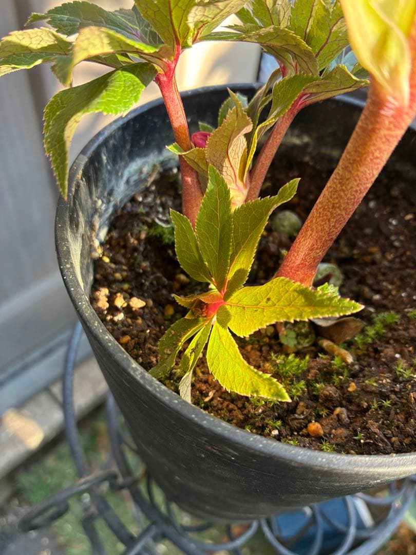 ♡広瀬園芸♡ レッドピンク 白抜け ソレイユ系 - メルカリ