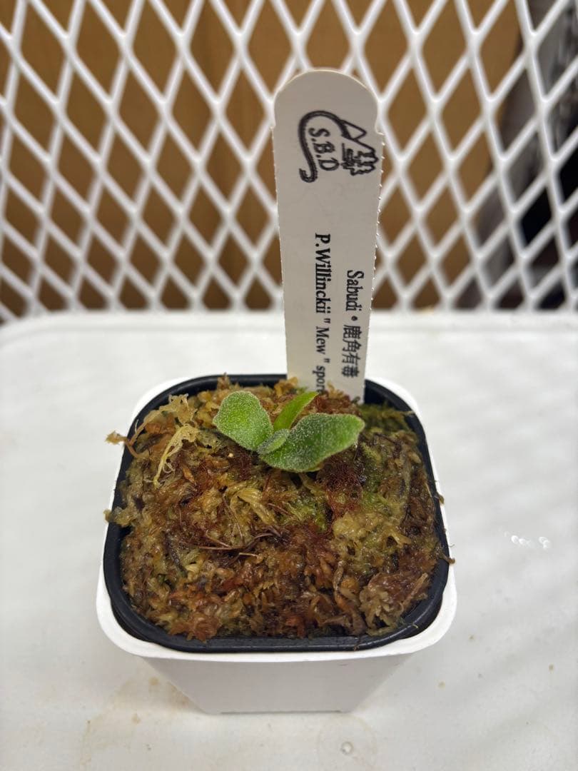 P.Willinckii ´´Mew´´ sporeling ドワーフ確定