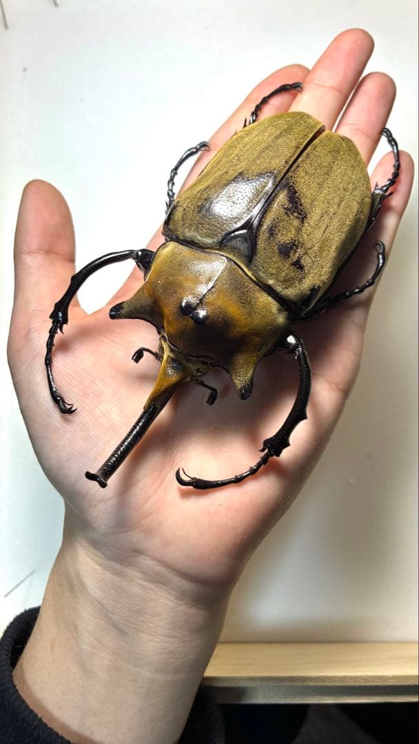 昆虫標本 大型エレファスゾウカブト 122mm 飼育個体 昆虫標本 大型エレファスゾウカブト 122mm 飼育個体 - メルカリ