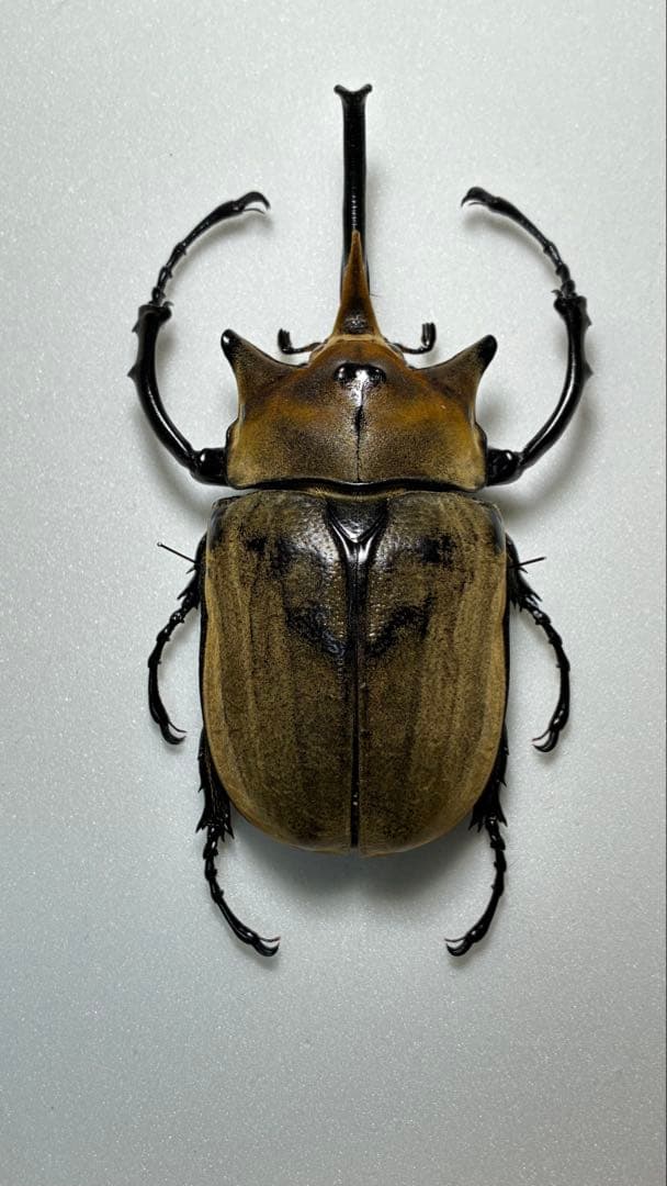 昆虫標本 大型エレファスゾウカブト 122mm 飼育個体 - メルカリ