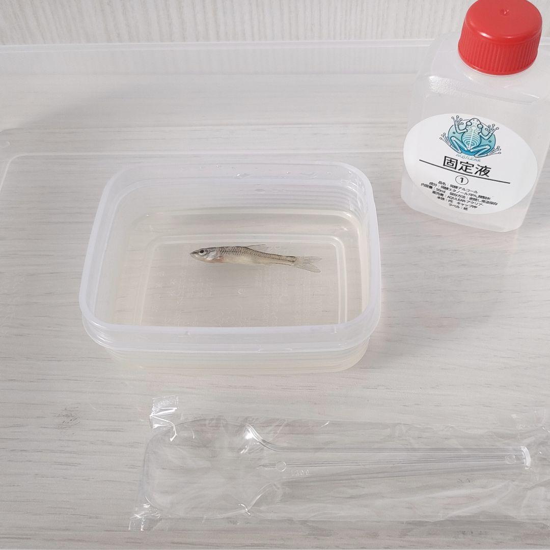 限定販売☆オリジナル商品【透明標本作製キット】全17点 - メルカリ