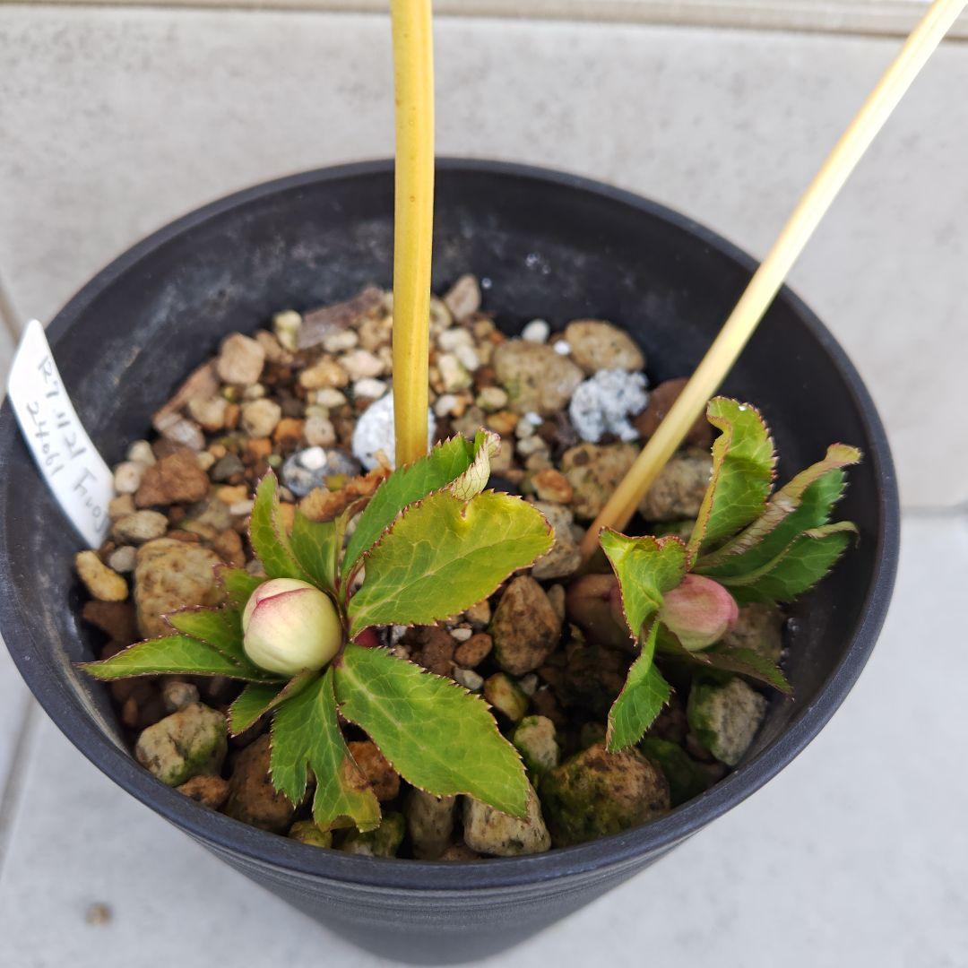 な*ず様 クリスマスローズ 大木ナーセリー Fuojita(フジタ