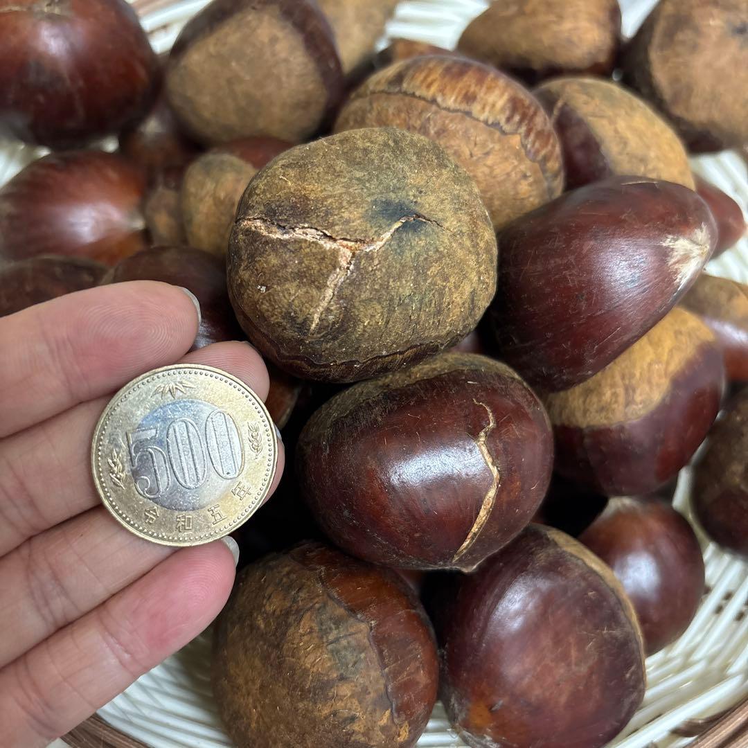 特大粒4L生栗 無農薬 約5キロ訳あり