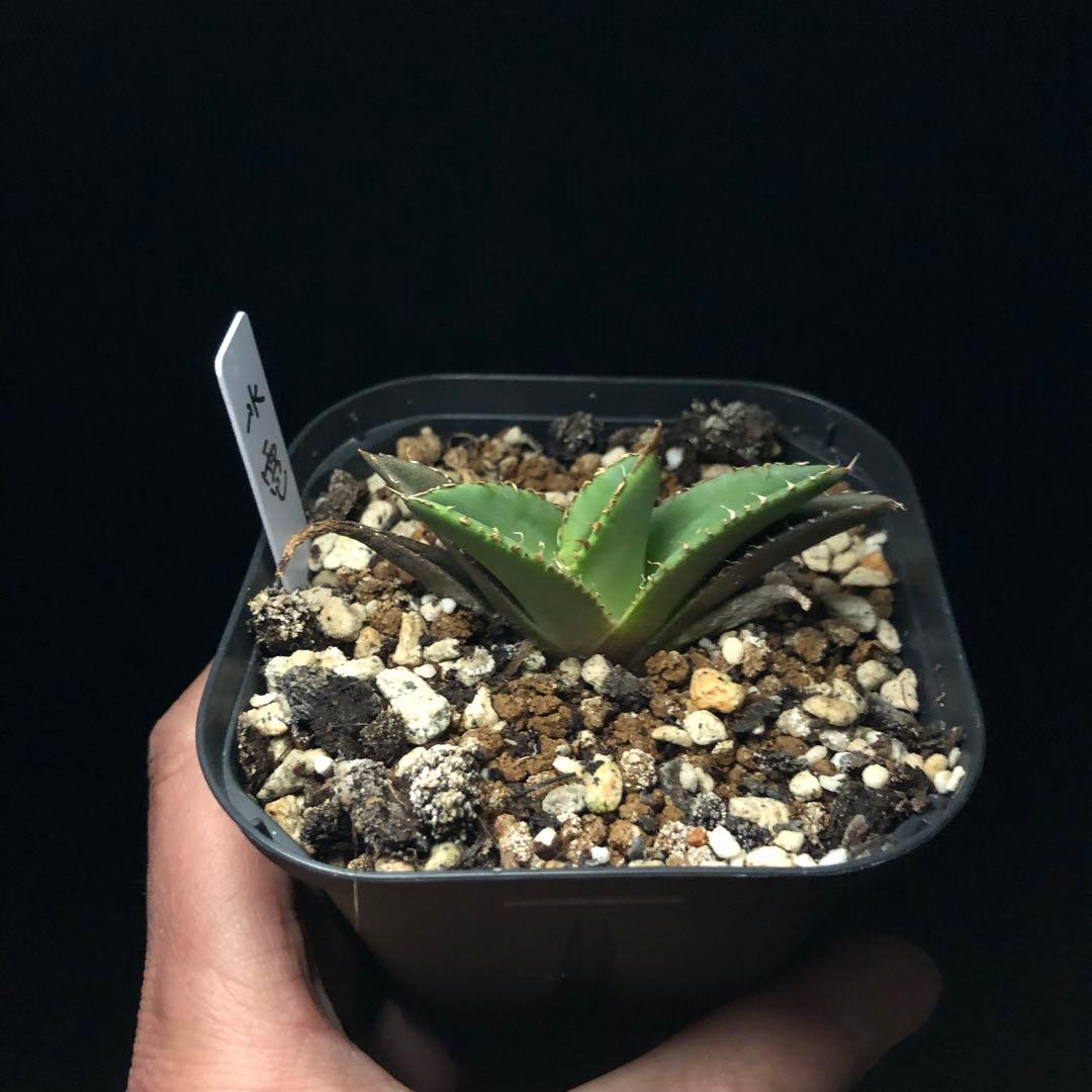 オモチ丸様らくらく便専用 アガベ チタノタ 氷雹‼️ - メルカリ