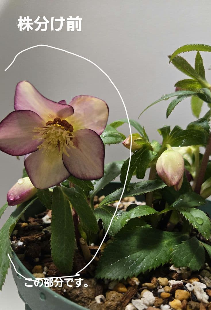 な*ず様 クリスマスロース株分け(大木ナーサリー フジタ交配) - メルカリ