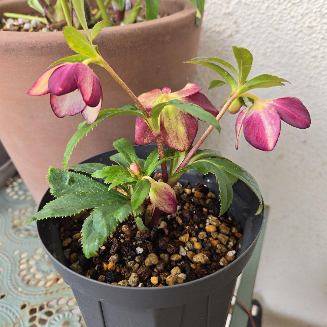 な*ず様 クリスマスロース株分け(大木ナーサリー フジタ交配) - メルカリ