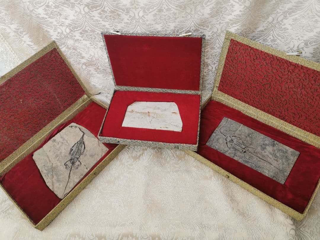 化石　ケイチョウサウルス、ハイファロサウルス　（ヒファロサウルス）3点セット Vol.22 ケイチョウサウルス