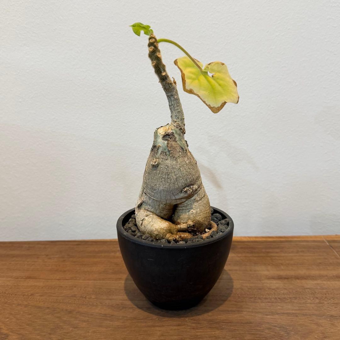 S*u様 極上 モンステラ メデューサ