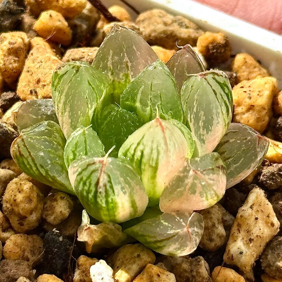 雪花オブツーサ錦 超美株 ハオルチア 観葉植物 60 - メルカリ