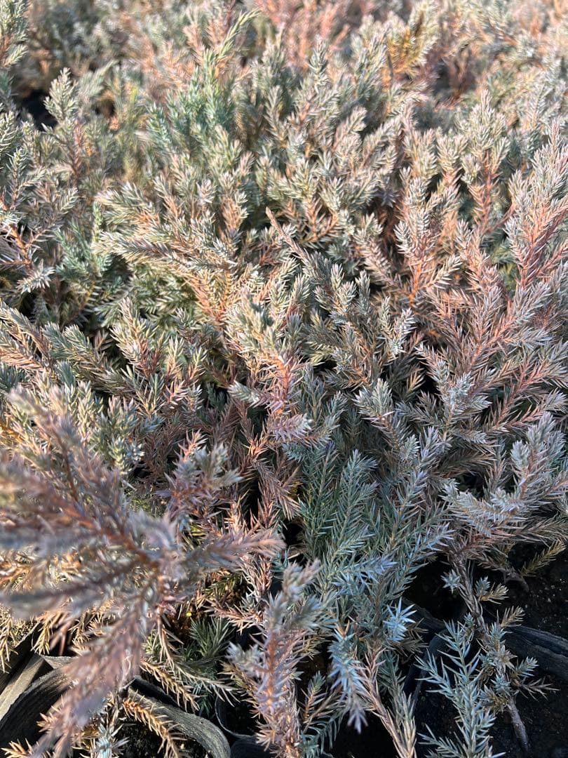 Peach-on　ブルーカーペット56p Blue and Peach 7' 10 x 7' 10 Hand Woven Chenille Jute Square Rug