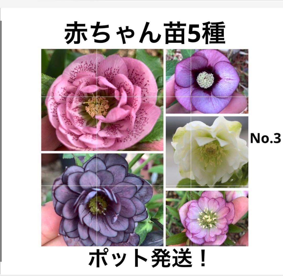 クリスマスローズ赤ちゃん苗5種3-2、ポット発送！ - メルカリ