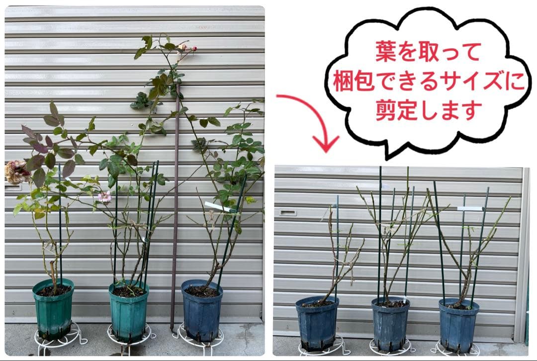 同梱で2鉢目〜¥1000お値引き】バラ芽接ぎ苗／中苗／