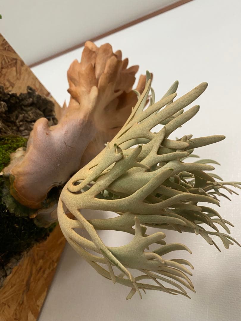 P. willinckii 'Elves エルブス 子株 OC