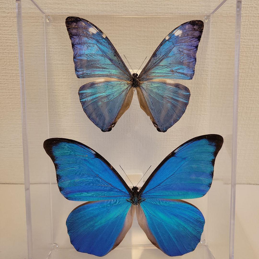 蝶の標本　ジャングルを舞う宝石の世界(珍A) 蝶の標本 ジャングルを舞う宝石（青AA） - メルカリ