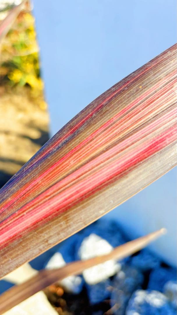 超大株！コルジリネ コーヒークラシック1.5M(鉢底から)期間限定セール