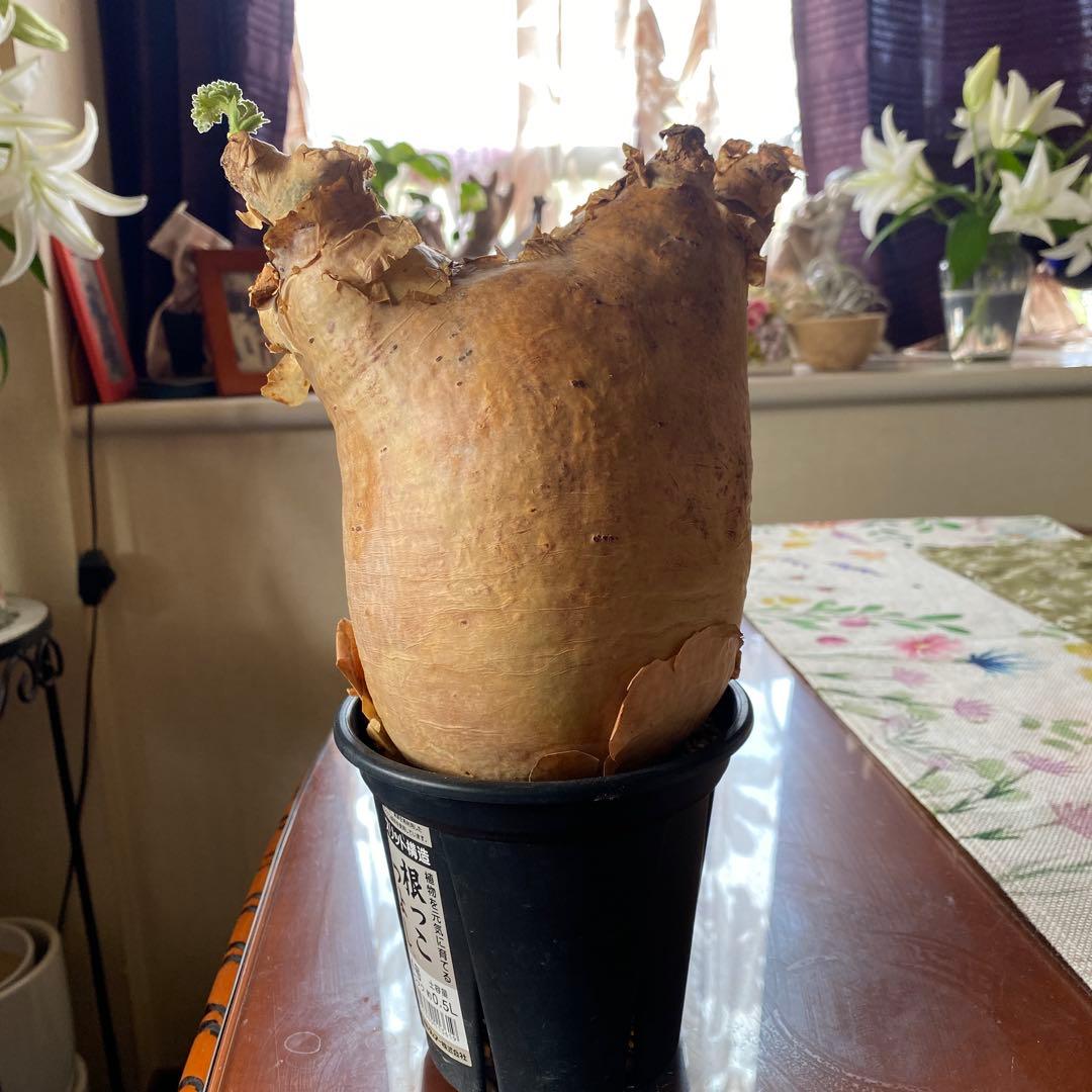 キフォステンマ マクロプス 大きめ 現地球 - メルカリ