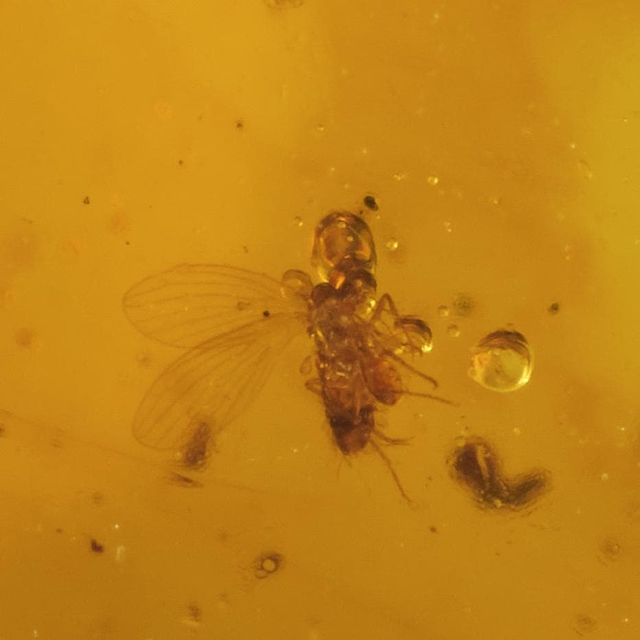 ZB343虫入り琥珀化石 ミャンマー カムティかタナイ産 9900万年前