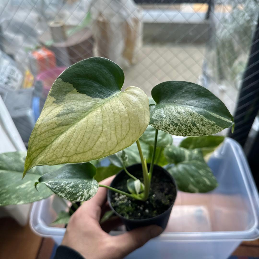 く*ま様 モンステラデリシオーサミント トリカラー 輸入株 モンステラ・デリシオーサ 'ミント トリカラー' Monstera deliciosa