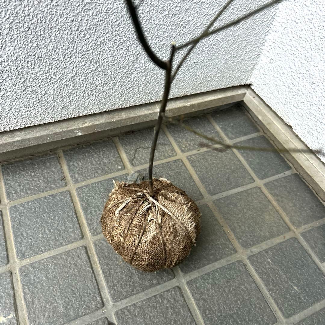 クロモジ（根巻き苗）黒文字 クロモジ苗木 - メルカリ