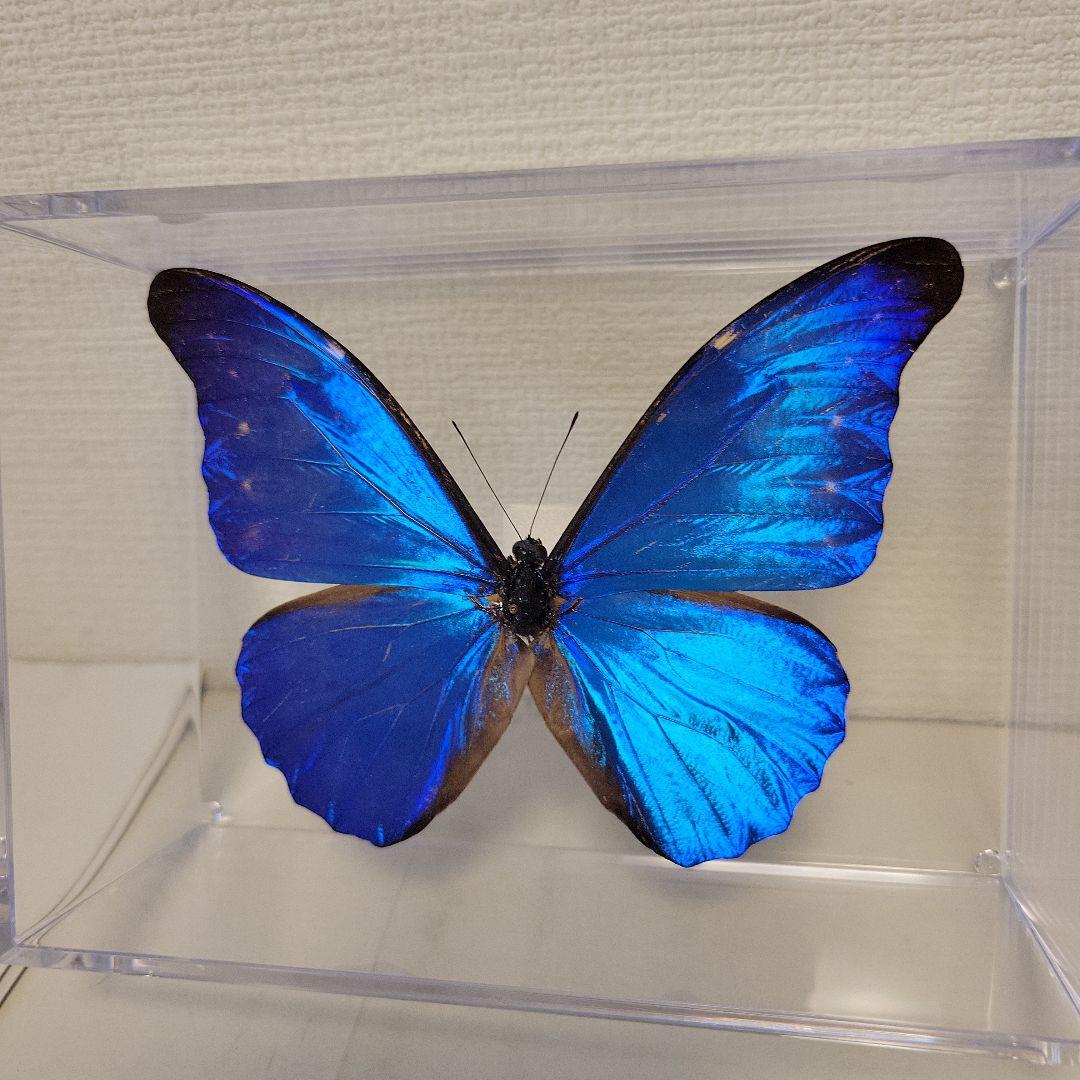 蝶の標本01seadragon16様専用熱帯ジャングルを舞う宝石(珍) - メルカリ