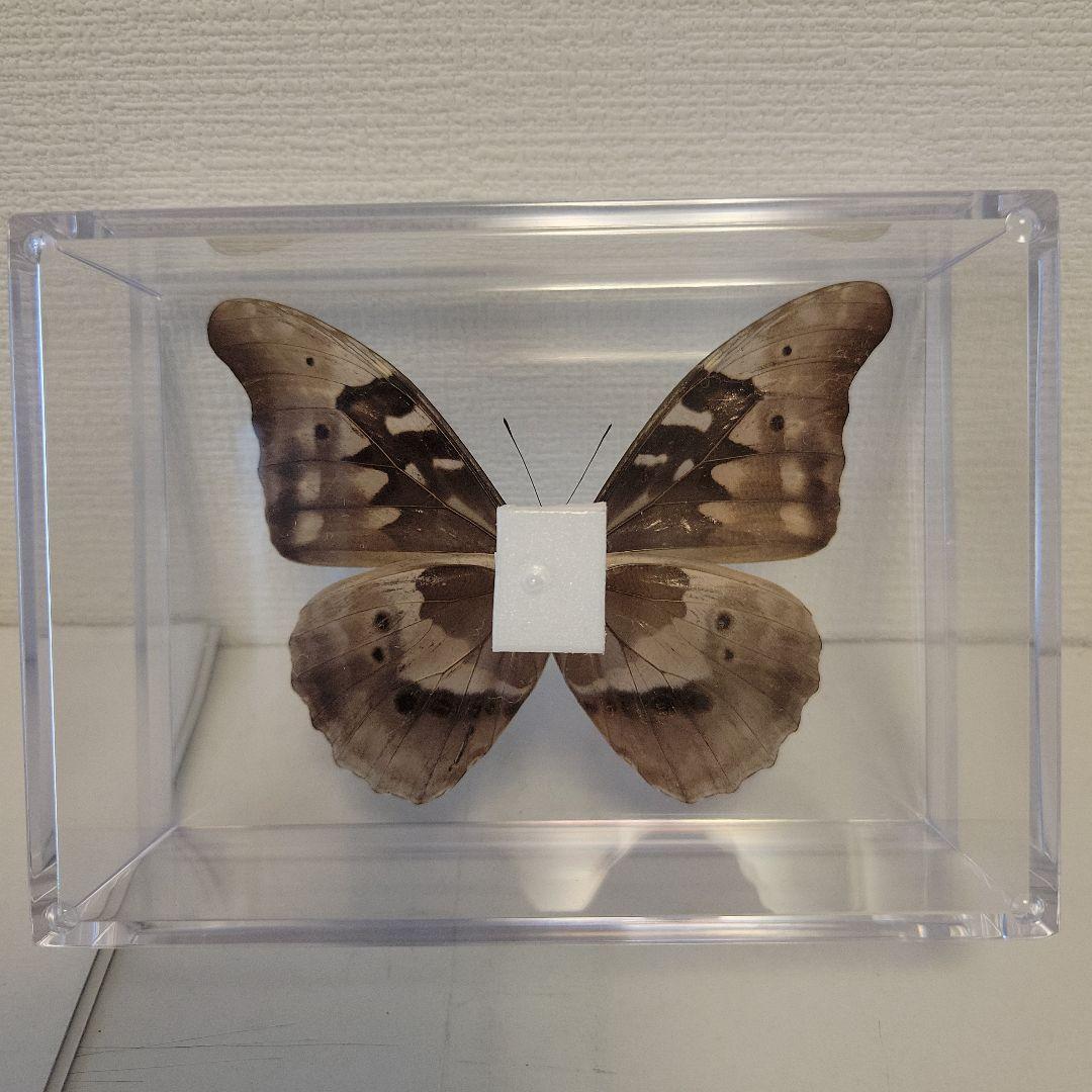 蝶の標本01seadragon16様専用熱帯ジャングルを舞う宝石(珍) - メルカリ