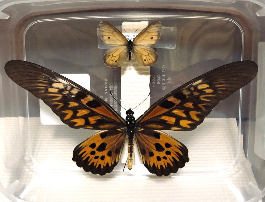 蝶標本 ドルーリーオオアゲハ - メルカリ