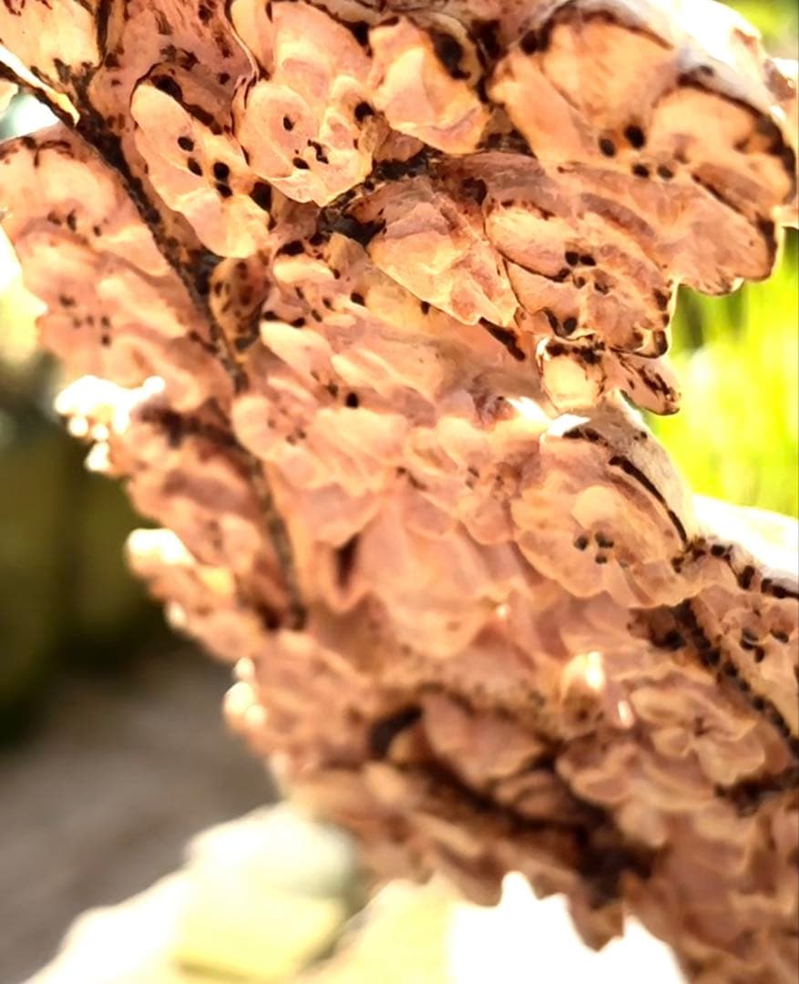 木彫りの、花とウサギさん