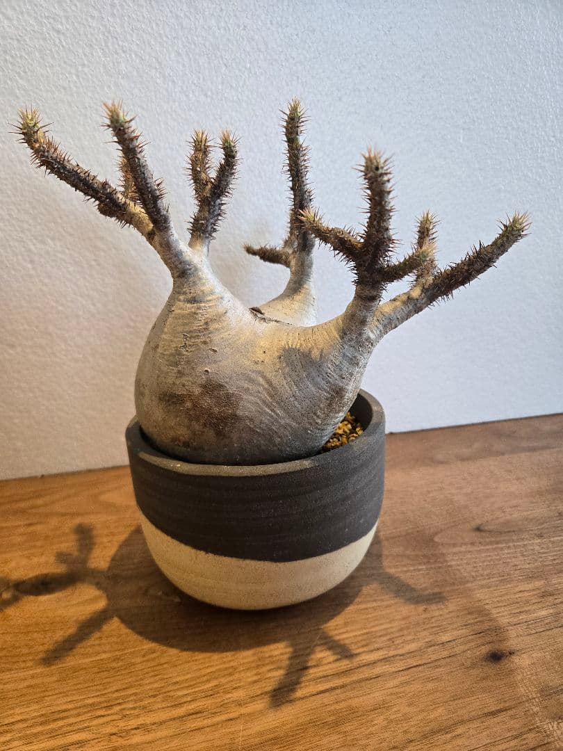 グラキリス　塊根植物 多枝状 幹に穴あり 塊根植物【一点物】パキポディウム・グラキリス / 幹幅約11cm×高さ27cm