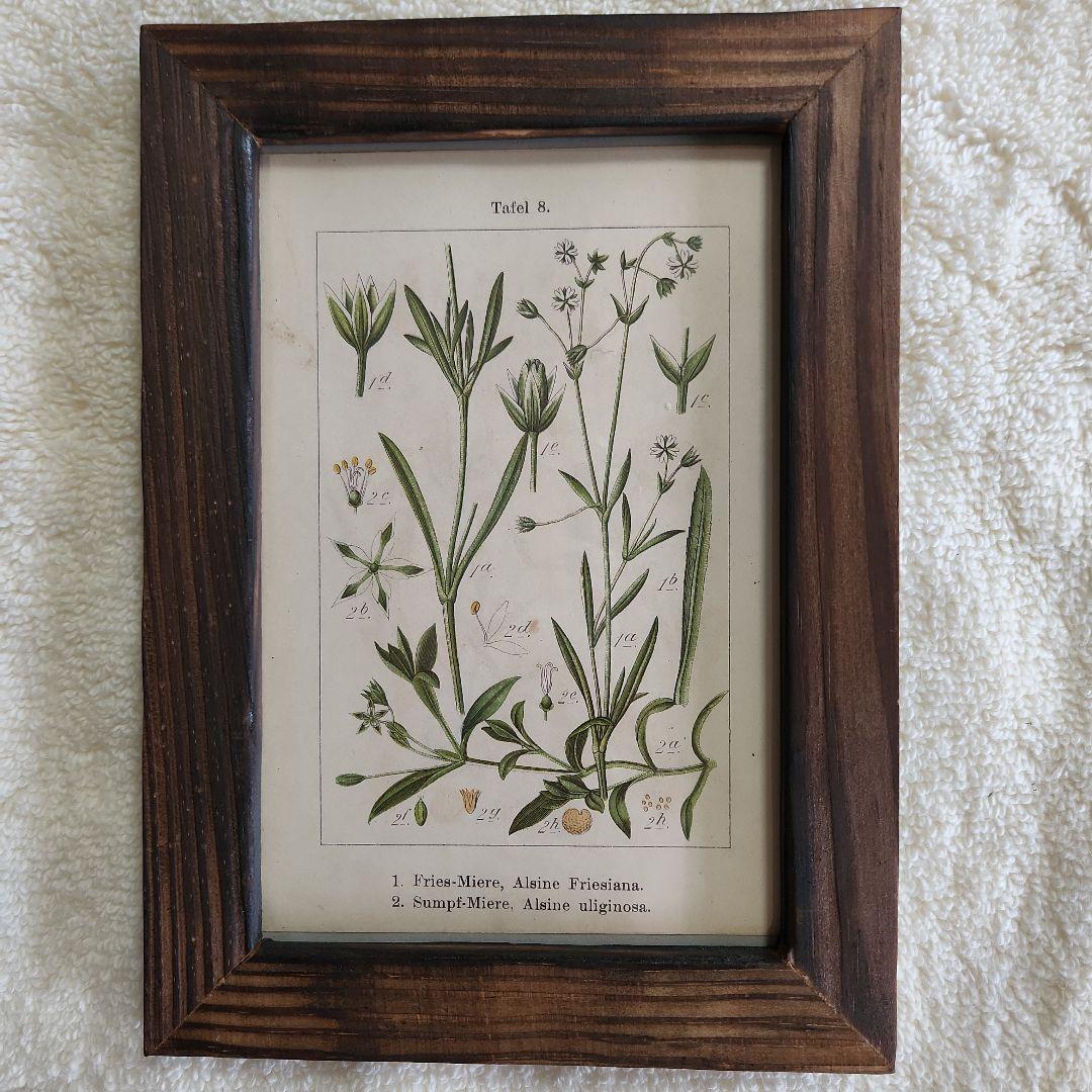 ボタニカルアート 植物図鑑 リトグラフ アンティーク 原画 絵画 アート