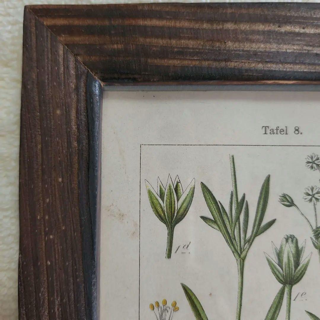 ボタニカルアート 植物図鑑 リトグラフ アンティーク 原画 絵画 アート