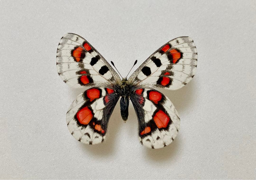 蝶標本】パルナシウス・ノミオン・コイワヤイ （1オス 中国/青海省産