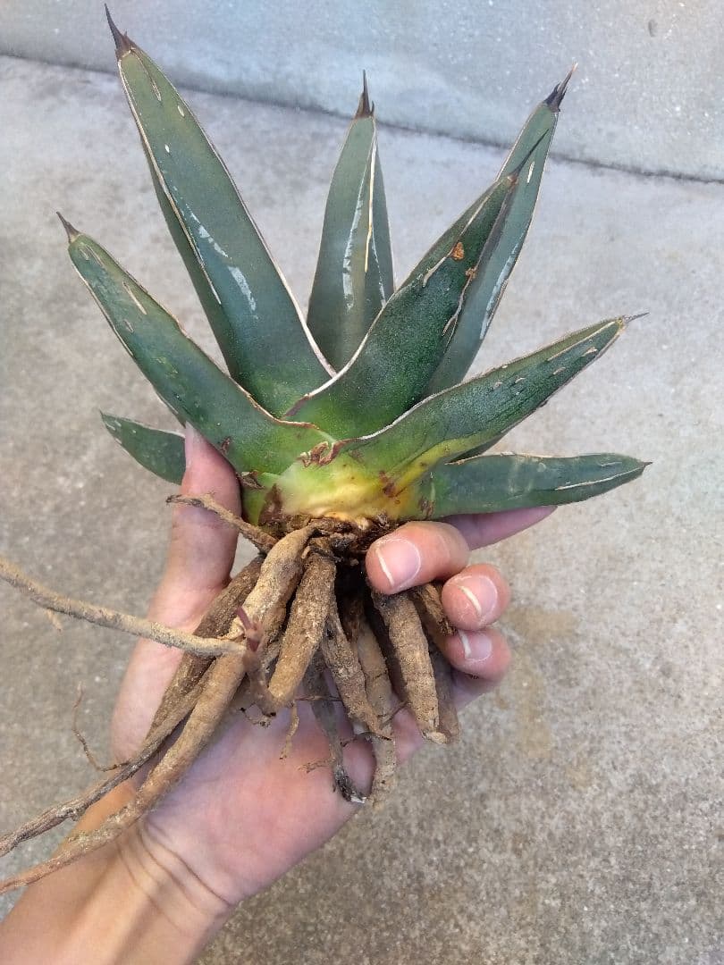 アガベ 笹吹雪 ニッケルシー 20センチ❗子株つき❗の通販はau PAY