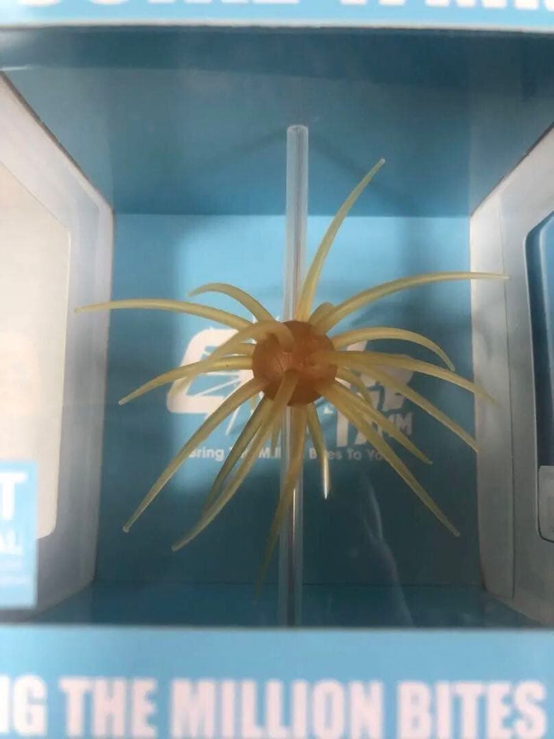 ハイドアップ コイケ17mm 6個セット（箱のまま発送）