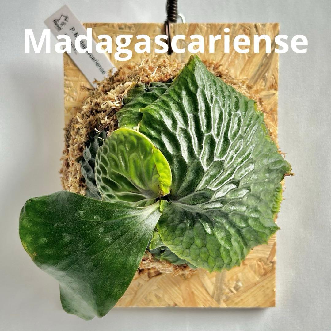 P. Madagascariense【大株】 P. madagascariense 長年の夢だった野生のマダガスカリエンセ