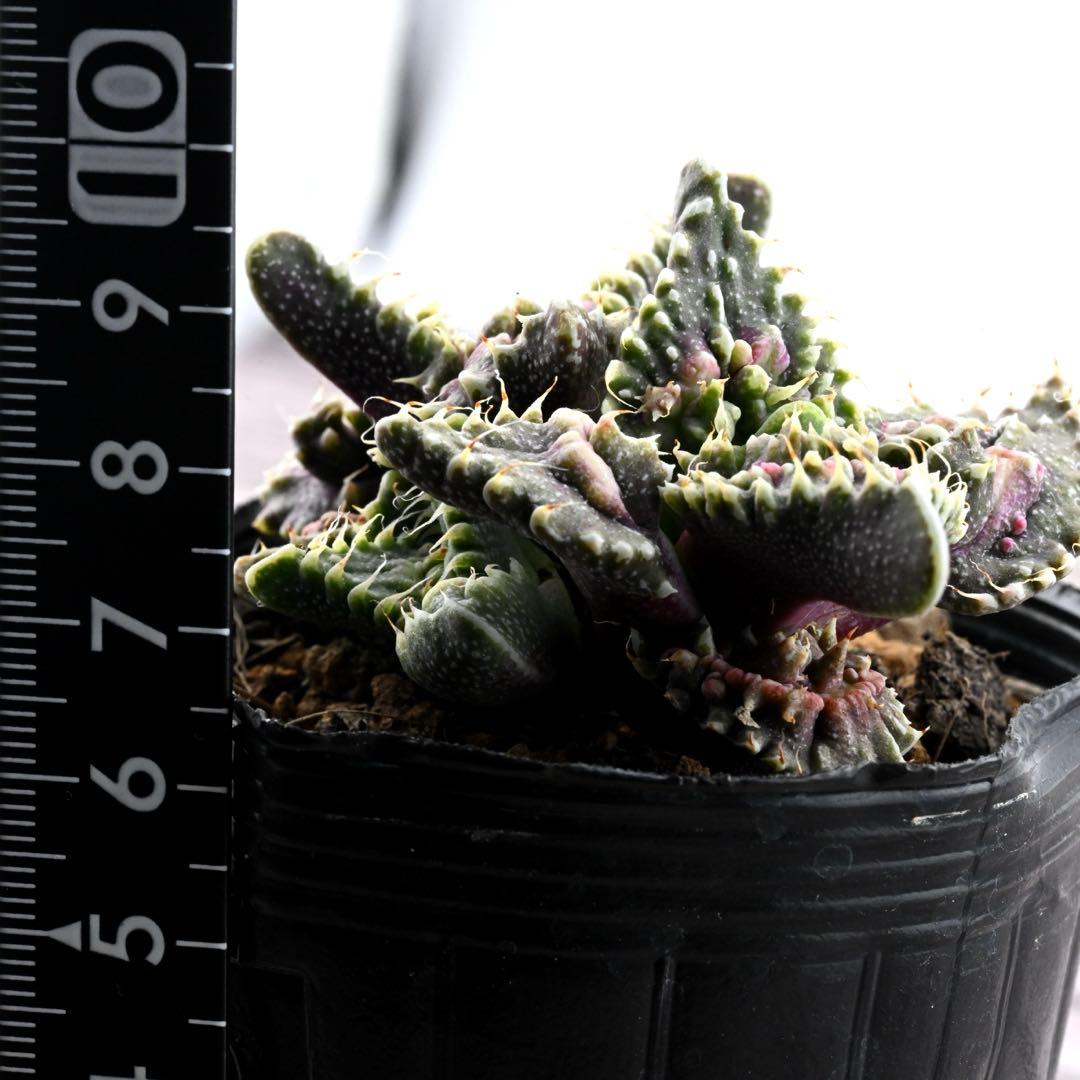 紅蓮地獄 ハイブリッド フォーカリア 多肉植物 1293 - メルカリ