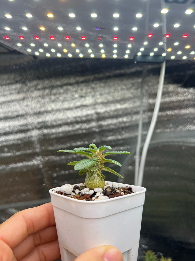 ドルステニアギガス　ブラータ　実生株 ドルステニア ギガス ブラータ | STELLA.PLANTS