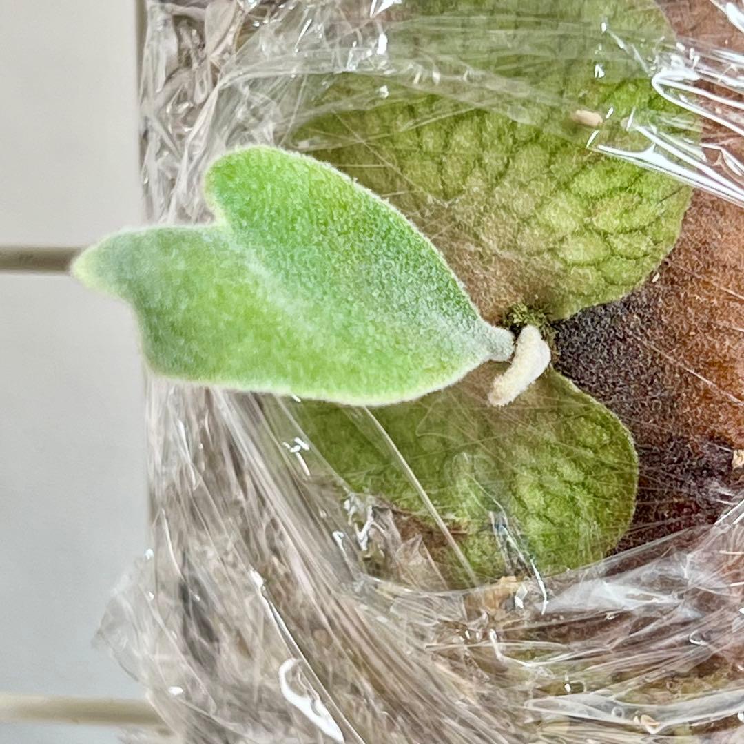 OC子株 platycerium elsaエルサ23pupビカクシダコウモリラン - メルカリ